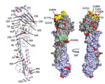 Thumbnail of Receptor binding specificity of A/New York/108/2016 (H7N2) influenza virus isolated from a human who experienced influenza-like illness after exposure to sick domestic cats at an animal shelter in New York, NY, USA, 2016. Figure shows A/New York/108/2016 hemagglutinin (HA) monomer structure. HA1 is shown in gray, HA2 in light purple, amino acid changes in comparison with reference virus A/turkey/Virginia/4529/2002 (H7N2) in red. On the cartoon view (left), all amino acid changes in 