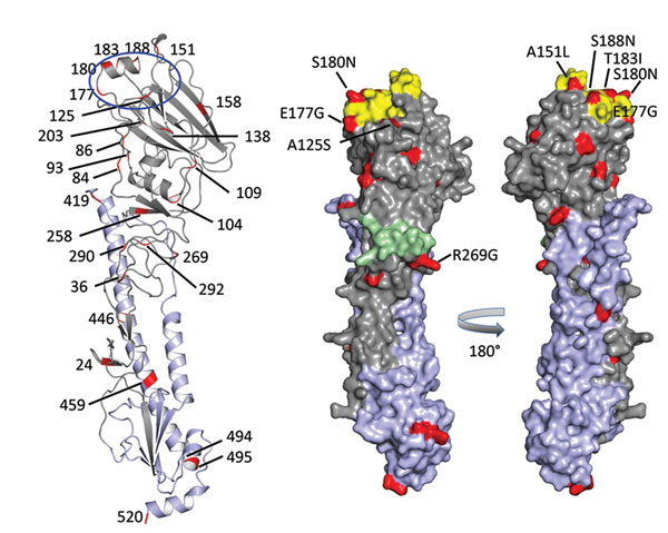 Receptor binding specificity of A/New York/108/2016 (H7N2) influenza virus isolated from a human who experienced influenza-like illness after exposure to sick domestic cats at an animal shelter in New York, NY, USA, 2016. Figure shows A/New York/108/2016 hemagglutinin (HA) monomer structure. HA1 is shown in gray, HA2 in light purple, amino acid changes in comparison with reference virus A/turkey/Virginia/4529/2002 (H7N2) in red. On the cartoon view (left), all amino acid changes in the HA protei