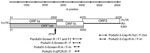 Thumbnail of Genome map of the neuroinvasive PoAstV-3 strain NI-Brain/9-2016a/HUN (GenBank accession no. KY073229) from a symptomatic newly weaned pig from a farm in Hungary together with the location of RT-PCR products used for different astrovirus screening reactions and quantitative RT-PCR analyses. The black arrow indicates the possible localization of a ribosomal frame-shift during the synthesis of ORF1ab peptide. The first and last nucleotide positions of the ORFs are marked with numbers a