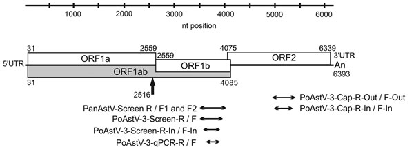 Genome map of the neuroinvasive PoAstV-3 strain NI-Brain/9-2016a/HUN (GenBank accession no. KY073229) from a symptomatic newly weaned pig from a farm in Hungary together with the location of RT-PCR products used for different astrovirus screening reactions and quantitative RT-PCR analyses. The black arrow indicates the possible localization of a ribosomal frame-shift during the synthesis of ORF1ab peptide. The first and last nucleotide positions of the ORFs are marked with numbers at the top and