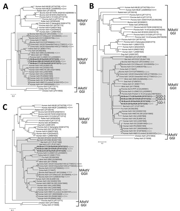 Phylogenetic analyses of the amino acid sequences of PoAstV-3 isolates (bold) from 3 symptomatic newly weaned pigs (GD-1, GD-3, and GD-5; see Table 1) from a farm in Hungary compared with reference isolates. A) ORF1a; B) ORF1b; C) ORF2. We included in the analysis available strains of the closest relatives (identified by blastx search [https://blast.ncbi.nlm.nih.gov/Blast.cgi]) of neuroinvasive PoAstV-3, all of the known porcine astroviruses with available complete coding sequences, all of the r