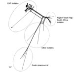 Thumbnail of Core genome multilocus sequence typing (MLST) neighbor-net phylogenetic network for the temporal distribution of Neisseria meningitidis serogroup W clonal complex sequence type cc11 isolates from CAR (n = 28) and reference isolates. The tree was built with neighbor-net SplitsTree graphs generated by SplitsTree4 version 4.13.1 (http://www.splitstree.org). The lineages Anglo-French-Hajj and South American/UK are indicated; other indicates 13 isolates retrieved from or based on the wor