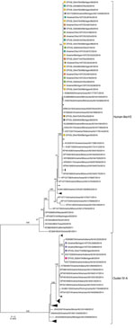 Thumbnail of Phylogenetic relationships inferred for subtype H3 hemagglutinin genes of 2 distinct lineages (indicated on the right of the tree) from influenza A viruses isolated from swine and humans at agricultural fairs in Ohio and Michigan, USA, 2016. Isolates recovered are shown as squares for swine and circles for humans; colors indicate the fair attended. Scale bar indicates nucleotide substitutions per site; collapsed clades within each lineage are monophyletic clades of swine H3 HA genes