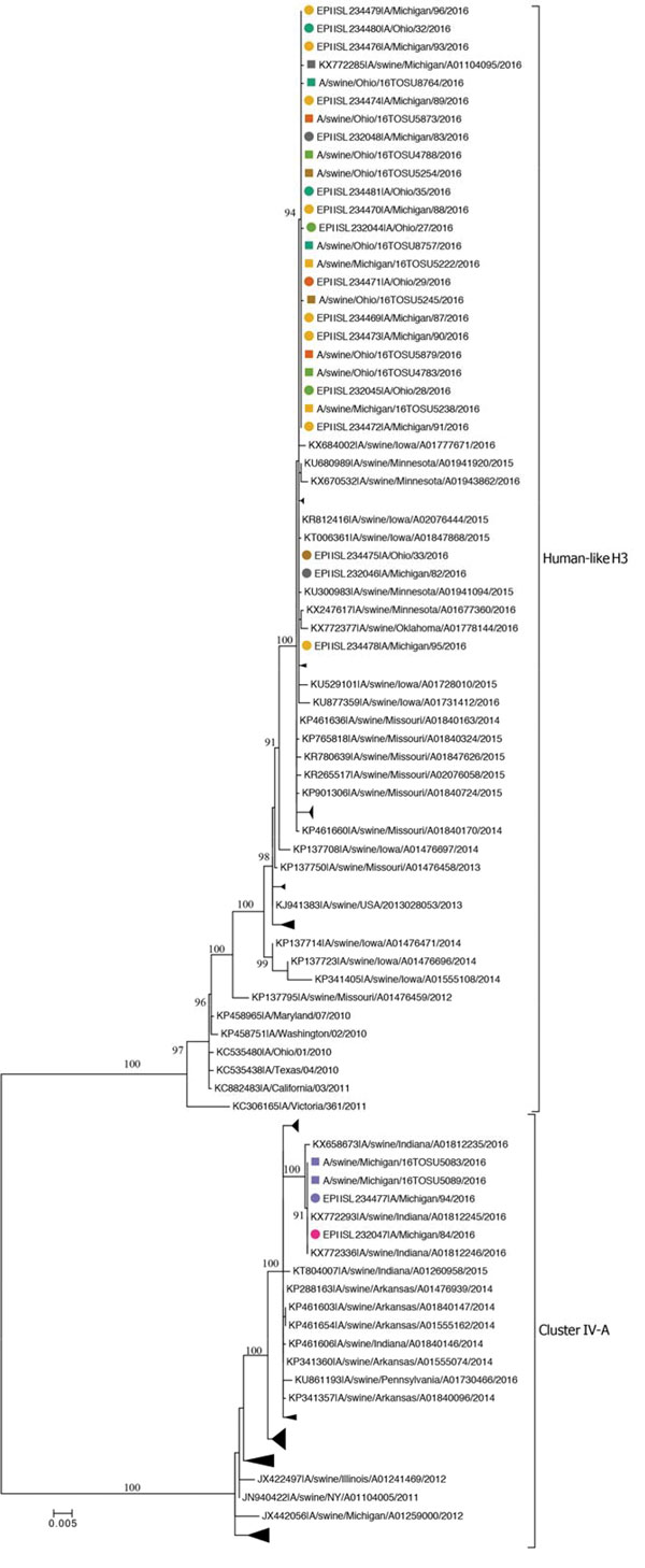 Phylogenetic relationships inferred for subtype H3 hemagglutinin genes of 2 distinct lineages (indicated on the right of the tree) from influenza A viruses isolated from swine and humans at agricultural fairs in Ohio and Michigan, USA, 2016. Isolates recovered are shown as squares for swine and circles for humans; colors indicate the fair attended. Scale bar indicates nucleotide substitutions per site; collapsed clades within each lineage are monophyletic clades of swine H3 HA genes.