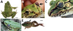 Thumbnail of Clinical signs in frogs with Elizabethkingia miricola infection in Hunan Province, China. A) Diseased frogs had neurologic signs of torticollis. B–D) Clinical signs with different appearances showing cataracts, proptosis, or hyperemia. E) Symptoms of abdominal distension.Scale bars indicate 1 cm.