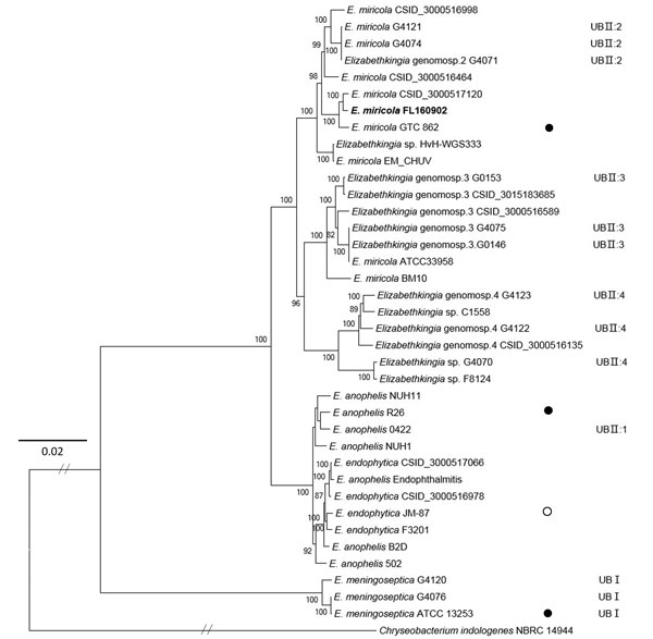 Maximum-likelihood phylogenetic tree of Elizabethkingia miricola FL160902 from an infected frog in Hunan Province, China, and reference genomes. The tree was constructed by using the single-copy orthologous genes of all the 38 genomes with 100 bootstrap replicates. Species identifications strictly followed the National Center for Biotechnology Information submitted names. Isolates assigned into UB groups and subgroups are according to Holmes et al. (12) and Bruun and Ursing (13).Solid circles in