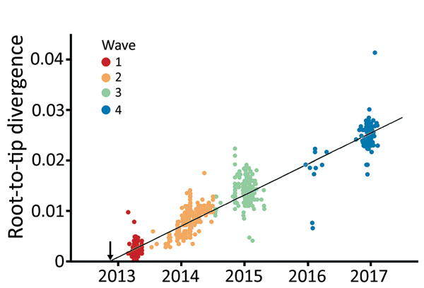 Regression of root-tip divergence estimated from hemagglutinin gene of influenza A(H7N9) viruses, China. Arrow indicates the time of the most recent common ancestor of the epidemic lineage.