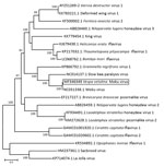 Thumbnail of  Figure. Evolutionary relationships of Moku virus generated from a pool of 5 female and 5 male Asian hornets (Vespa velutina) collected in Belgium in 2016 (box) compared with representative members of the genus Iflavirus, based on the maximum-likelihood phylogeny of the polyprotein sequences. The phylogenetic analysis was performed using MEGA6 (10) and the LG substitution model, as determined by a model selection analysis. Bootstrap percentages &gt;70% (from 500 resamplings) are ind