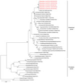 Thumbnail of Phylogenetic tree of influenza A viral HA segments. Phylogenetic analysis was performed for selected influenza A viruses representing major lineages. The evolutionary history was inferred using the neighbor-joining method (12). The optimal tree with the branch length sum of 1.22521320 is shown. The percentage of replicate trees in which the associated taxa clustered together in the bootstrap test (500 replicates) is shown next to the branches (13). The tree is drawn to scale, with b