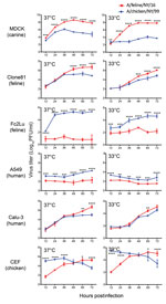 Thumbnail of Growth properties of A/feline/NY/16 and A/chicken/NY/99 viruses in mammalian and avian cells at different temperatures. Cells were infected with viruses at a multiplicity of infection of 0.005 and incubated at 33° and 37°C (or at 37°C and 39°C for avian CEF cells). Supernatants were harvested at the indicated time points. Virus titers were determined by use of plaque assays in Madin-Darby canine kidney (MDCK) cells. A549, human lung carcinoma epithelial cells; Clone81, cat kidney fi