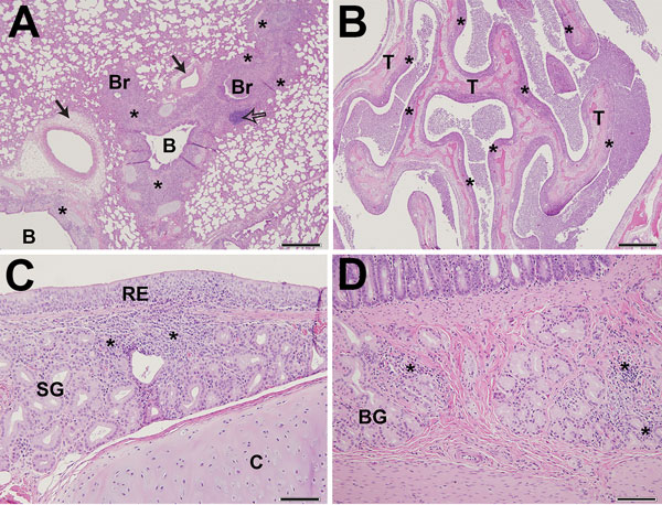 Pathology findings in Feline/NY/16-infected cats on day 6 post-infection. A) In nasal cavities, copious amounts of exudate are present comprising numerous degenerating and necrotic neutrophils, cellular debris, proteinaceous fluid, and strands of mucin. The respiratory epithelium covering the nasal turbinates (T) is extensively eroded. The underlying lamina propria appears diffusely bluish-purple due to infiltration by moderate-to-large numbers of histiocytes, neutrophils, lymphocytes, and plasm