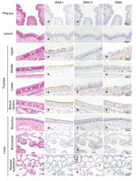 Thumbnail of Distribution of α2,3- and α2,6-linked sialosides in the respiratory organs of a cat. The α2,3- and α2,6-linked sialosides in the respiratory organs of a naïve cat were detected with biotinylated Maackia amurensis lectin I or II (MAAI, MAAII) or Sambucus nigra lectin (SNAI), respectively. +, antigens were detected.