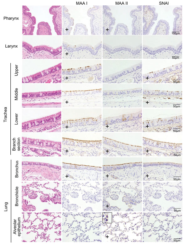 Distribution of α2,3- and α2,6-linked sialosides in the respiratory organs of a cat. The α2,3- and α2,6-linked sialosides in the respiratory organs of a naïve cat were detected with biotinylated Maackia amurensis lectin I or II (MAAI, MAAII) or Sambucus nigra lectin (SNAI), respectively. +, antigens were detected.