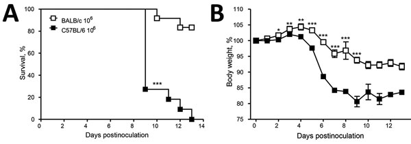 Infection of mice with Emergomyces africanus. In a proof-of-principle study, C57BL/6 and BALBc mice were inoculated intraperitoneally with 106 conidia (Es. africanus CAB 2141, a clinical isolate) in saline. Mice were weighed and monitored twice daily for distress. Both mouse strains had symptom onset, with C57BL/6 mice showing significantly more severe disease pathophysiology in response to the high dose of Es. africanus (demonstrated by reduced survival and increased weight loss). Data represen