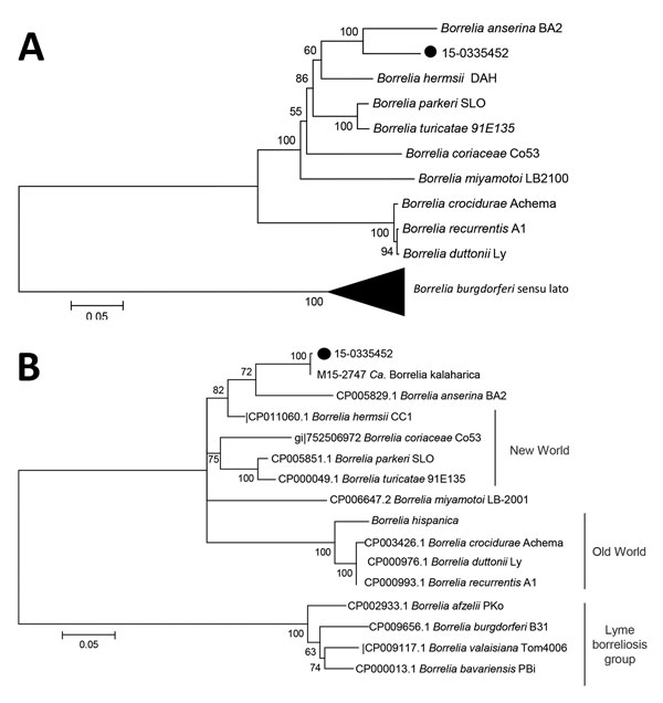 Molecular phylogenetic analysis by maximum-likelihood method of isolates from a patient with recurrent fever episodes after traveling to southern Africa, 2015. A) Phylogeny of uvrA sequence fragments. The tree with the highest log likelihood (−2566.8936) is shown. A discrete gamma distribution was used to model evolutionary rate differences among sites (4 categories (+G, parameter = 0.9541)). The rate variation model allowed for some sites to be evolutionarily invariable ([+I], 43.5691% sites). 