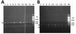 Thumbnail of Molecular identification of Diphyllobothrium nihonkaiense species by restriction fragment length polymorphism analysis of PCR-amplified cox1 gene fragments, Japan, 2012–2016. Number above each lane indicates the number of proglottids in the sample. A) Digestion of cox1 gene fragments (249 bp, arrow) with AgeI. The leftmost lane is a mock digested sample. D. nihonkaiense cox1 gene did not get cut by the AgeI enzyme. B) Digestion of cox1 gene fragments with BspHI. The 2 arrows indicat