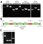 Thumbnail of Verification of toxin gene deletions and the genetic structure of the construct 4 cassette in Bacillus anthracis surrogate strain. A) PCR verification of toxin gene deletions in BA500 (Sterne 34F2) derivatives. Single colonies were processed and used as templates for PCR with respective primers as described in Methods. For each strain, primers were used to amplify, from left to right, the regions of cya (SS2166/SS2167), lef (SS2164/SS2165), and pagA (SS2168/SS2169) on pXO1. B) Schem