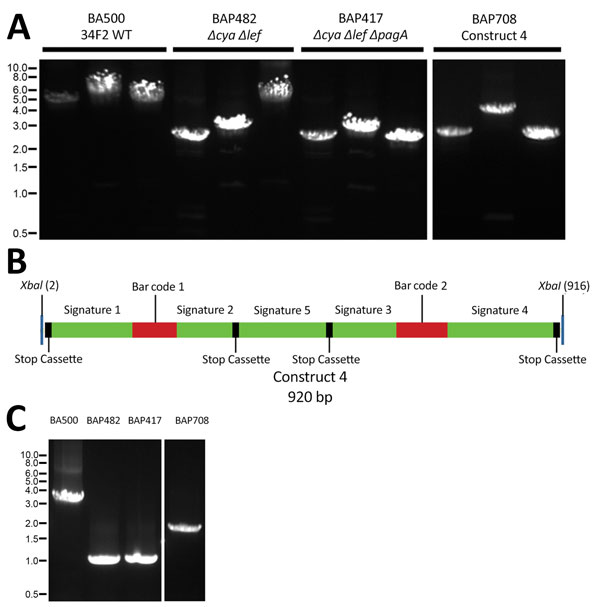 Verification of toxin gene deletions and the genetic structure of the construct 4 cassette in Bacillus anthracis surrogate strain. A) PCR verification of toxin gene deletions in BA500 (Sterne 34F2) derivatives. Single colonies were processed and used as templates for PCR with respective primers as described in Methods. For each strain, primers were used to amplify, from left to right, the regions of cya (SS2166/SS2167), lef (SS2164/SS2165), and pagA (SS2168/SS2169) on pXO1. B) Schematic represen