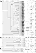 Thumbnail of Pulse-field gel electrophoresis dendrograms for 54 clinical isolates and 12 environmental isolates of Elizabethkingia species, Seoul, South Korea, 2017. E. anophelis (40 clinical isolates and 7 environmental isolates) showed 8 pulsotypes (A), E. miricola (10 clinical isolates and 3 environmental isolates) were  pulsotypes (B), and E. meningoseptica (4 clinical isolates and 2 environmental isolates) 2 pulsotypes (C). c, clinical; e, environmental; ICU, intensive care unit. 