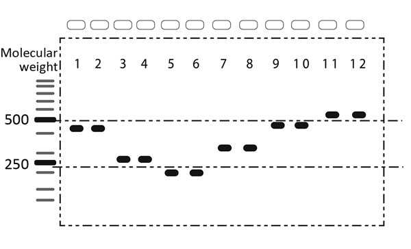 Individual evaluation of multiplex PCR primers used to differentiate 6 species of Cronobacter spp. in a study of Cronobacter in common breast milk substitutes, Bogotá, Colombia, 2016. Lanes were used as guides for calculating the molecular weight of each band.