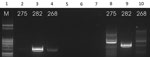 Thumbnail of Results of HSP-70 PCR (16) on patient samples identified as belonging to the Leishmania infantum/donovani complex in study of leishmaniasis control programs in northern Syria. Lane 1, step marker; lanes 2–4, N fragment of L. donovani strain 275 and L. infantum strains 282 and 268; lanes 5–7, blank; lanes 8–10, T fragment of L. donovani strain 275 and L. infantum strains 282 and 268.