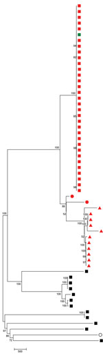 Thumbnail of Neighbor-joining tree following single-nucleotide polymorphism analyses on 59 pneumococcal isolates collected in England and Wales during July 2005–June 2017. The percentage of replicate trees in which the associated taxa clustered together in the bootstrap test (1,000 replicates) is shown next to the branch junctions. All positions with &lt;90% site coverage were eliminated. Missing data and ambiguous bases were allowed at any position. There were a total of 20,359 variant position