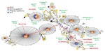 Thumbnail of Details of Streptococcus pneumoniae clonal complex (CC) 156 (n = 4,736), including 1,308 sequence types obtained from the multilocus sequence typing web site (https://pubmlst.org/spneumoniae/). Data include those from this study (n = 359). STs of 6 genotypes for penicillin-resistant S. pneumoniae identified in NVT serotypes belonged to CC156. STs of serotypes 6C, 13, 23A, and 23B were derived from ST338 and ST172 (shown in red). Serotypes 6D and 35B belonged to ST90 and ST156, respe