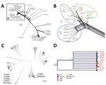 Thumbnail of Phylogenetic analyses of Streptococcus agalactiae strains. A) Phylogenomic neighbor network of whole-genome multilocus sequence typing data of 45 group B Streptococcus (GBS) strains. B) Magnified image from panel A showing GBS ST283 phylogenomic splits. Isolates obtained from clinical cases of diseased fish in Brazil (blue circle) and Thailand (gray circle) and isolates from foodborne outbreaks in Singapore (green circle). Scale bar measures 100 different alleles between the isolate