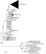 Thumbnail of Phylogenetic tree of 10 bovine ICV isolates compared with 1 porcine and 195 human ICV isolates (not labeled), United States. Some subtrees containing only human isolates were collapsed to decrease the size of the image. A representative taxon identification number for each collapsed subtree is shown with the number of taxa in the subtree in parentheses. The percentage of trees in which the associated taxa clustered together is shown above the branches. The tree with the highest log 