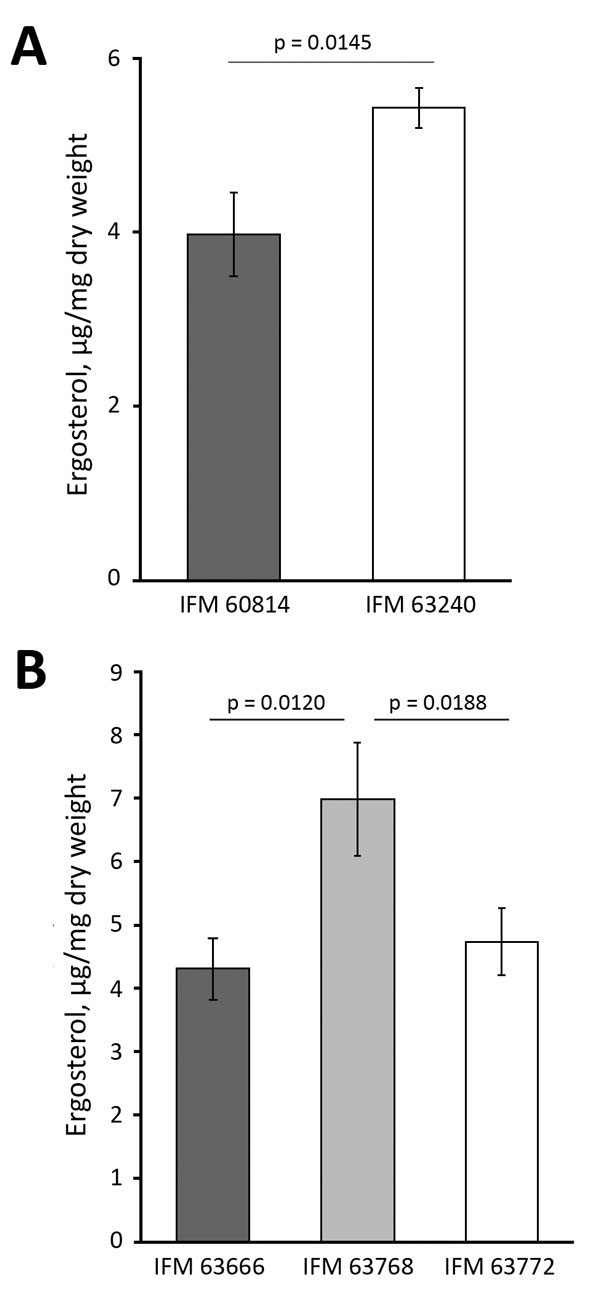 Total ergosterol content of azole-susceptible and azole-resistant Aspergillus fumigatus isolates in Japan. Ergosterol was quantified in the sets of IFM 60814, a susceptible isolate identified on the first date of testing, and IFM 63420, a resistant isolate identified on the third date of testing, both from 1 patient (A); and IFM 63666, IFM 63768, and IFM 63772, all isolated from other patients in the same hospital (B). The results of repeated experiments are expressed as mean ± SD (error bars). 