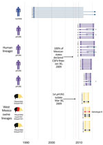 Thumbnail of Introductions of influenza A viruses into swine in southeast Mexico. Introductions of these viruses from humans and swine into southeast Mexico are indicated as groups of 8 horizontal lines, and each line represents 1 of 8 segments of the virus genome. Segments are numbered 1–8, longest to shortest, according to convention: 1 , polymerase basic 2; 2, polymerase basic 1; 3, polymerase acidic; 4, hemagglutinin; 5, nucleoprotein; 6, neuraminidase; 7, matrix protein; 8, nonstructural. T