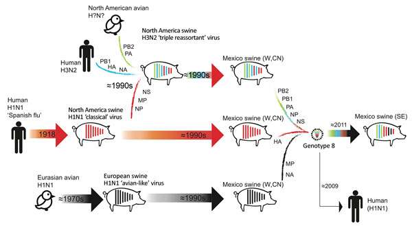 Evolutionary history of genotype 8 influenza viruses in southeast Mexico, showing interspecies transmission events, reassortment events, and virus migration events leading to the emergence of genotype 8 viruses in swine in Mexico in the W and CN regions and continued spread into SE Mexico in ≈2011. Within each pig, vertical lines represent the 8 segments of the influenza A virus genome, ordered longest to shortest, which are shaded according to virus lineage. Arrows represent direct transmission