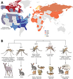 Thumbnail of Global distribution, phylogenetic relationship, and vectors and hosts of the 5 California serogroup (CSG) viruses included in study of neuropathogenesis of encephalitic CSG viruses. A) These viruses are found across the globe, primarily throughout North America, Europe, Asia, and Africa (1,4,8,10,12–29). Several of these viruses have overlapping regions of distribution (as indicated by diagonal patterns), including in the United States, where LACV, SSHV, and JCV are all present, and