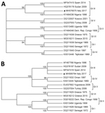 Thumbnail of Cladistic relationship of Crimean-Congo hemorrhagic fever virus gene found in a Hyalomma rufipes nymph collected from a whinchat (Saxicola rubetra) in Italy (black triangles) with strains representative of the circulating genotypes. The analysis is based on partial sequences of the small segment (A) and medium segment (B) of the virus genomes. We used the neighbor-joining method based on the Tamura-Nei model. Percentage of replicate trees in which the associated taxa clustered toget