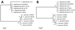 Thumbnail of Phylogenetic analysis of the 16S rRNA gene sequences (A) and amino acid sequences (B) of diphtheria toxin genes of 6 Coynebacterium ulcerans strains and 6 C. ulcerans strains. All strains had the diphtheria toxin gene; whole-genome analysis data are available from the National Center for Biotechnology Information database (https://www.ncbi.nlm.nih.gov/genome). We generated phylogenetic trees by using the maximum-likelihood method in MEGA 7.0 (https://www.megasoftware.net). 16S rRNA 