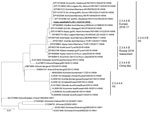 Thumbnail of Maximum-likelihood phylogenetic tree for the hemagglutinin genes of a highly pathogenic avian influenza A(H5N8) virus isolated from a seal in the Baltic Sea region of Poland (underlined) and reference sequences. Different clades and the subclades of 2.3.4.4 are marked. Accession numbers for reference sequences are provided; numbers beginning with EPI are from the GISAID EpiFLU database (https://www.gisaid.org), others from GenBank. Scale bar indicates nucleotide substitutions per si