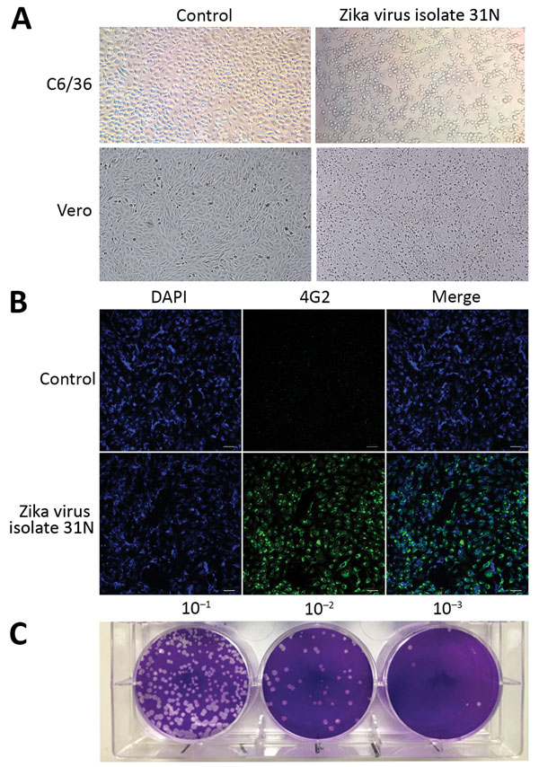 Phenotypic analysis of Zika virus isolate 31N from an Aedes aegypti larval pool, Jojutla, Morelos, Mexico. A) Cytopathic effect of the Zika virus isolate 31N in C6/36 and Vero cells. The left panel shows mock infected cells. B) Infected Vero cells with Zika virus isolate 31N at a multiplicity of infection of 0.1 and mock infected cells. Nuclei are stained in blue (DAPI), and the envelope protein is stained in green (4G2). C) Plaque assay of Zika virus isolate 31N in Vero cells. Serial decimal di