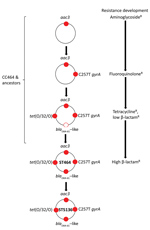 Thumbnail of Stepwise sequential evolution of multidrug resistance in Campylobacter jejuni ST5136, Scotland. Red dot indicates resistance to antimicrobial drug as a result of genetic change or acquisition of resistance gene, White dot with red circle with indicates acquisition of oxacillinase. Resistances are indicated as follows: aac3, aminoglycoside; C257T gyrA, fluoroquinolone; blaOXA-61–like, β-lactam (variant in ST5136 is OXA-193); tet(O/32/O), tetracycline. CC, clonal complex; OXA, oxacill