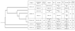 Thumbnail of Whole-genome phylogenetic tree of Campylobacter jejuni CC464, CC353, CC574, and CC354 isolates, Scotland; a indicates CC464 root and b indicates CC464 isolates excluding ST5136. β-lactamase gene (blaOXA-61–like) indicates presence of abundant allele and other OXA genes; β-lactamR, resistant isolates (defined by −10 promoter mutation or presence of OXA-184–like gene). tet gene indicates presence of abundant tetracycline resistance allele and other alleles; TetR, tetracycline-resistan