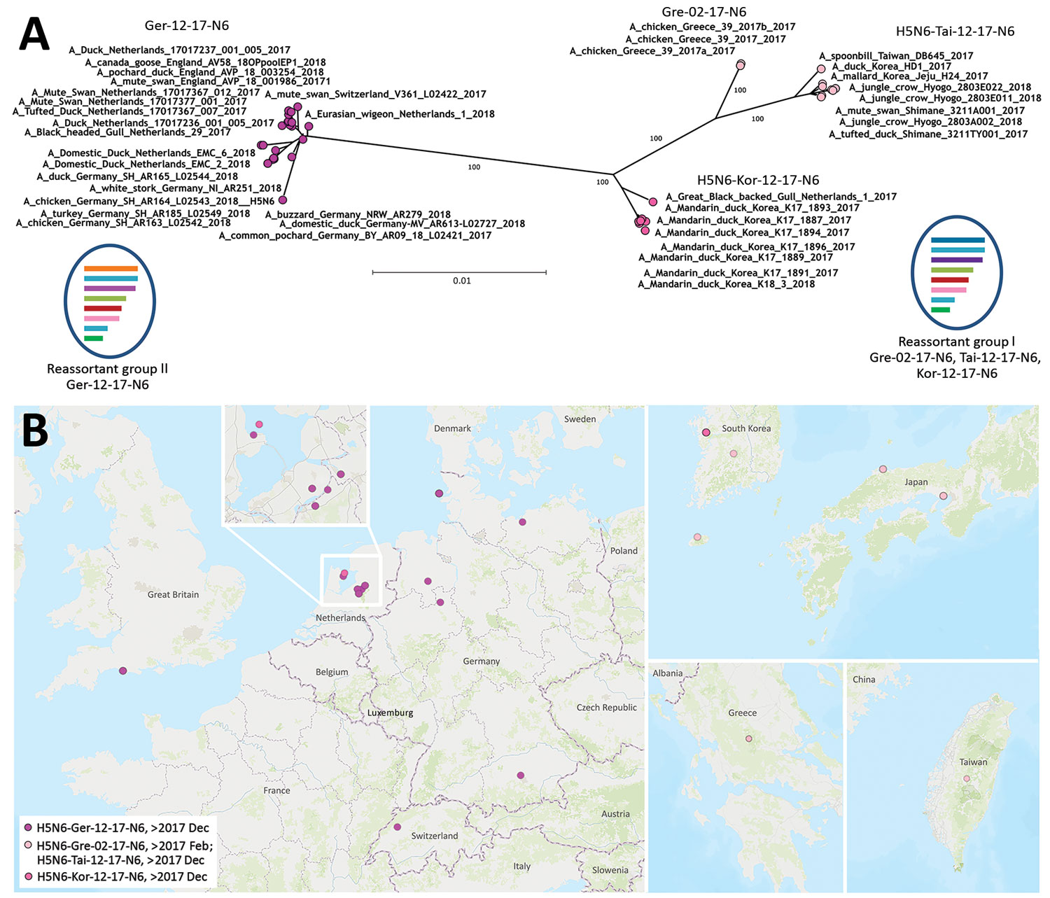 Phylogenetic clustering and geographic distribution of highly pathogenic avian influenza A(H5N6) viruses, Europe, 2017–2018. A) Supernetwork generated by using maximum-likelihood trees of influenza virus full genomes with RAxML (https://cme.h-its.org/exelixis/web/software/raxml/index.html) and 1,000 bootstrap iterations followed by network analysis with SplitsTree4 (http://ab.inf.uni-tuebingen.de/software/splitstree4). Reassortant viruses are grouped according to their phylogenetic results. Scal