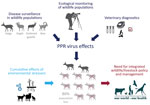 Thumbnail of Summary of study of the 2016–2017 outbreak of peste des petits ruminants among wildlife, Mongolia. PPR, peste des petits ruminants. 