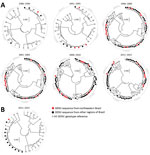 Thumbnail of Phylogenies of dengue virus strains from Brazil. Strains circulating in northeastern and remaining Brazil are grouped in intervals of 5 years. A) Envelope-NS1 junction phylogeny. Roman numerals indicate reference sequences for relevant DENV genotypes (Appendix Table 2). DENV-2 genotypes identified by Roman numerals represent the following geographic designations: I, Asian I; II, Asian II; III, American; IV, cosmopolitan I; V, cosmopolitan II; VI, cosmopolitan III; VII, Asian/America