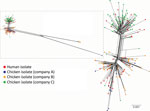 Thumbnail of NeighborNet phylogenies generated from the allele profiles identified in the whole-genome multilocus sequence typing analysis of 227 sequence type 6964 Campylobacter jejuni isolates from humans and poultry, New Zealand, 2014–2016. The corrected NeighborNet network was generated after eliminating the 87 loci that were identified in predicted recombinant regions (Appendix Table 1). Inset shows the uncorrected NeighborNet network, generated with the original 1,363-loci allele profiles.