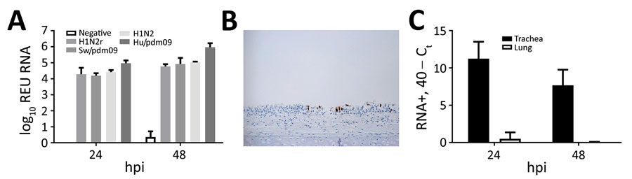 Infection and replication of swine H1N2r virus in ferret tracheal organ cultures. A) Quantity of influenza A virus RNA in ferret lung ex vivo organ cultures at 24 h and 48 h postinoculation with swine viruses H1N2r (A/swine/England/1382/2010), Sw/pdm09 (A/swine/England/1353/2009), H1N2 (A/swine/England/997/2009), and Hu/pdm09 (A/England/195/2009). Results are log10 REU in combined supernatants and tissue lysates for each sample. Error bars indicate upper end of SEM for triplicate cultures. B) Im