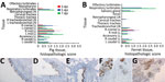 Thumbnail of Histopathologic and immunohistochemical analyses of tissues from pigs or ferrets directly infected with swine influenza A(H1N2) reassortant virus showing mild disease. A, B) Histopathologic scores for pigs (A) or ferrets (B) are calculated as mean for 4 animals at 3 dpi  and 5 dpi or 2 animals at 7 dpi. Error bars indicate SEM. Tissues are indicated in anatomic order from the upper to lower respiratory tract. C–G) Immunohistochemical labeling for influenza A virus nucleoprotein (bro