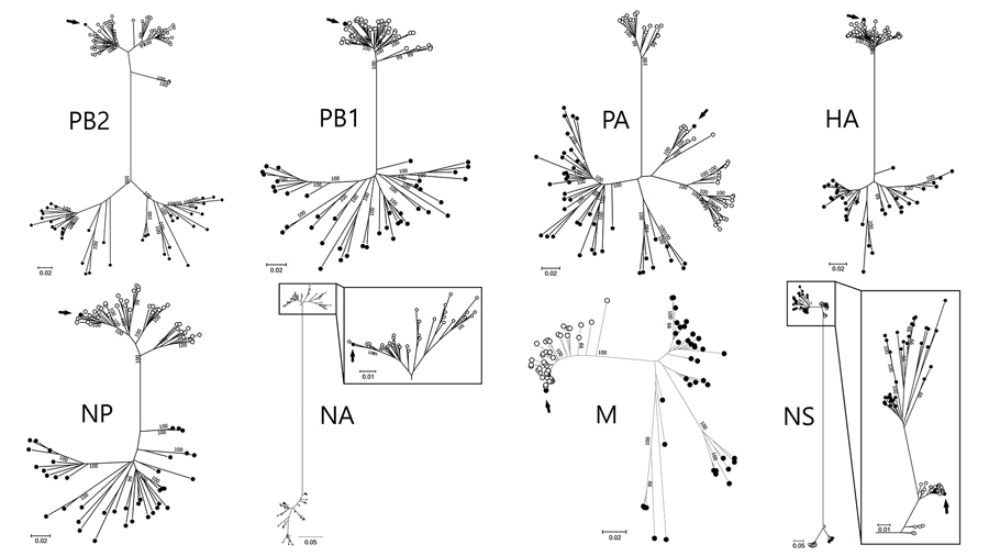 Maximum-likelihood phylogenetic trees indicating relationships between Eurasian (black circles) and North American (white circles) lineages of avian influenza A viruses. Black arrows indicate genome sequences of A/Mandarin duck/Korea/K17-1638–5/2017(H6N5) virus isolated in this study. Bootstrap values &gt;99% are shown. Maximum-likelihood phylogenetic trees with complete strain names are shown in Appendix 1 Figure 2. HA, hemagglutinin gene; M, matrix gene; NA, neuraminidase gene; NP, nucleoprote