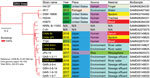 Thumbnail of Core genome single-nucleotide variations in a phylogenetic analysis of 19 strains of Chromobacterium haemolyticum in a case of pneumonia associated with near-drowning in river water, Japan. In total, 252,974 SNV sites were detected in core genome region among 19 strains. The phylogenetic analysis with SNV data was constructed by maximum likelihood method. Two clinical isolates (CH06-BL and CH06-SPT) and 3 environmental isolates (CH08-RW1, CH08-RW2, and CH08-RW3) of C. haemolyticum i