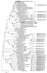 Thumbnail of Phylogenetic analysis of amino acid sequence of open reading frame 2 of WTD-AstV WI65268 from deer in the United States, 2018 (red square), and potential parent viruses, including Kagoshima1-7 (green highlight), Kagoshima2-3-2 (blue highlight), and CcAstVs (purple triangles). Genus type is provided for viruses where that information was known. GenBank accession numbers are indicated, and bootstrap values are provided at nodes. Scale bar indicates amino acid changes per site. AstV, a