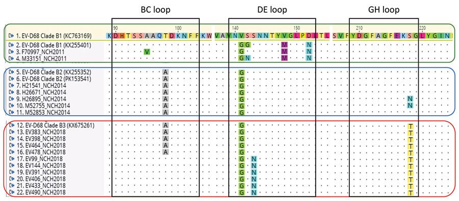 Amino acid analysis of 17 EV-D68 strains from samples from patients at NCH, Columbus, Ohio, USA, 2011, 2014, and 2018. EV-D68 strains from 2018, 2014, and 2011, EV-D68 strains represent subclades B1, B2, and B3 were aligned. Black boxes indicate amino acids included in viral protein 1 motifs corresponding to protein loops; colored boxes indicate strains corresponding to each subclade (green, clade B1; blue, clade B2; red, clade B3). GenBank accession numbers are given in parentheses. EV-D68, ent