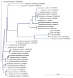 Thumbnail of Neighbor-joining unrooted tree based on bacterial rrs gene sequences from the crystalline lens samples from 3 newborns with cataract and uveitis (case-patient 1, sample 14_00057; case-patient 2, sample 18_00012; case-patient 3, sample 19_00020). The 14_00057 (case-patient 1 and 19_00020 (case-patient 3) sequences differed by 1 nt along the 1,284-bp bacterial rrs gene, and the 18_00012 sequence (case-patient 2) harbored 2 additional nucleotides and differed from 14_00057 by 3 nt and 